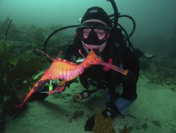 Diving with a "Weedy Seadragon" at "Old Man's Hat" Nth He... by Phillip Hawley 